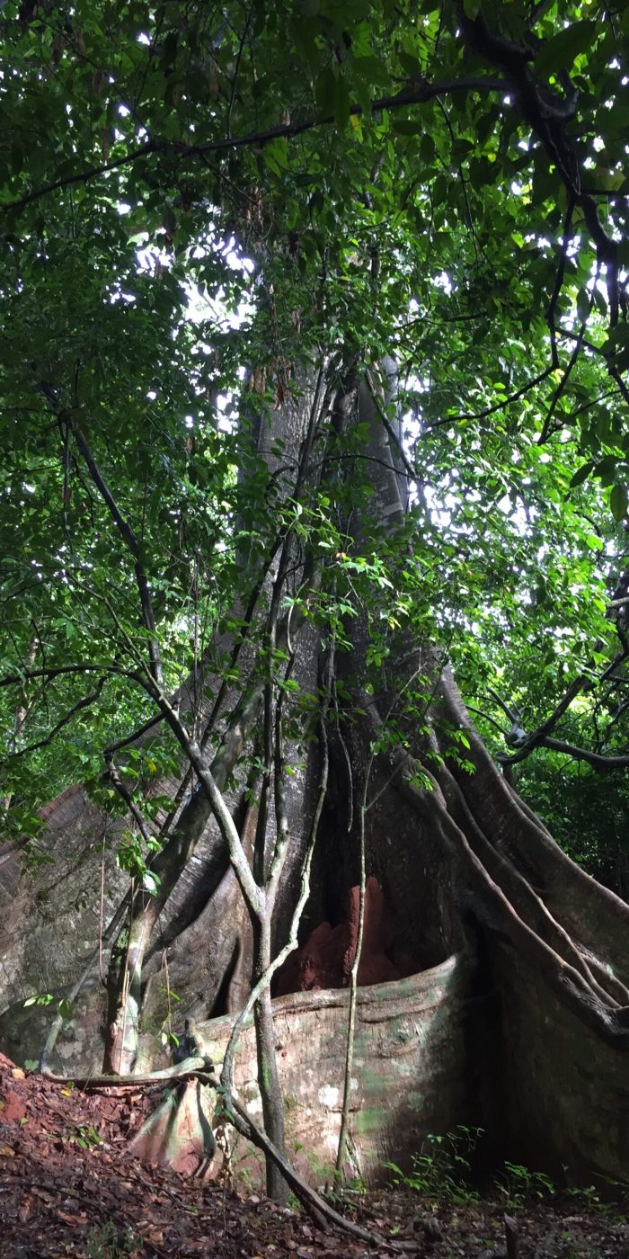 Ceiba Lautchande 1